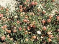 Astragalus clusii 1, Saxifraga-Piet Zomerdijk
