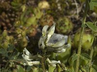 Astragalus depressus 1, Saxifraga-Marijke Verhagen