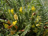 Astragalus fabaceus