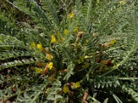 Astragalus fabaceus 3, Saxifraga-Ed Stikvoort : Jerevan - Garni A900