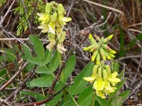 Astragalus frigidus 10, Saxifraga-Hans Grotenhuis