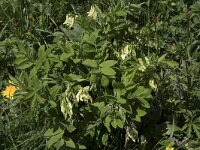 Astragalus frigidus 4, Saxifraga-Willem van Kruijsbergen