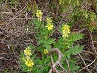 Astragalus frigidus 9, Saxifraga-Hans Grotenhuis