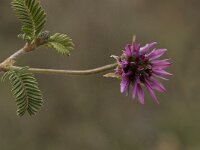 Astragalus glaux 2, Saxifraga-Willem van Kruijsbergen
