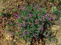 Astragalus glaux 5, Saxifraga-Hans Grotenhuis