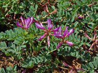 Astragalus glaux 6, Saxifraga-Hans Grotenhuis