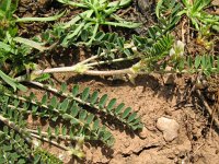 Astragalus hamosus 3, Saxifraga-Rutger Barendse