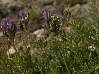 Astragalus leontinus 2, Saxifraga-Willem van Kruijsbergen