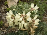 Astragalus lusitanicus 11, Saxifraga-Jan van der Straaten