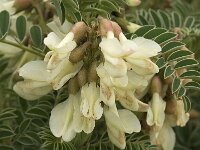 Astragalus lusitanicus 12, Saxifraga-Jan van der Straaten