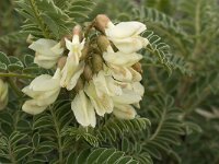 Astragalus lusitanicus 14, Saxifraga-Jan van der Straaten
