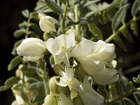 Astragalus lusitanicus 9, Saxifraga-Jan van der Straaten