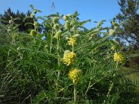 Astragalus macrocephalus ssp finitimus 4, Saxifraga-Ed Stikvoort