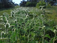 Astragalus macrocephalus ssp finitimus 5, Saxifraga-Ed Stikvoort
