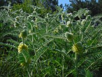 Astragalus macrocephalus ssp finitimus 6, Saxifraga-Ed Stikvoort