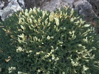 Astragalus massiliensis 1, Saxifraga-Jan van der Straaten