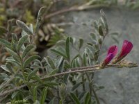 Astragalus mayeri 1, Saxifraga-Willem van Kruijsbergen