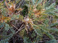 Astragalus microcephalus 3, Saxifraga-Ed Stikvoort