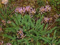 Astragalus monspessulanus 1, Saxifraga-Dirk Hilbers