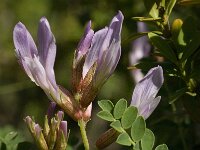 Astragalus monspessulanus 12, Saxifraga-Jan van der Straaten