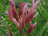 Astragalus monspessulanus 2, Saxifraga-Rutger Barendse