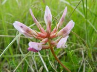 Astragalus monspessulanus 22, Saxifraga-Rutger Barendse