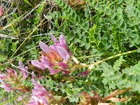 Astragalus monspessulanus 23, Saxifraga-Rutger Barendse