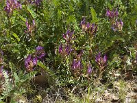 Astragalus monspessulanus 4, Saxifraga-Willem van Kruijsbergen