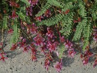 Astragalus monspessulanus 6, Saxifraga-Jan van der Straaten