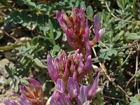 Astragalus monspessulanus 7, Saxifraga-Jan van der Straaten