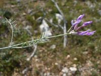Astragalus muelleri 1, Saxifraga-Jasenka Topic