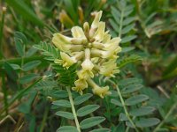 Astragalus odoratus 1, Saxifraga-Ed Stikvoort