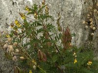 Astragalus penduliflorus 2, Saxifraga-Jan van der Straaten