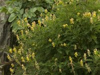 Astragalus penduliflorus 3, Saxifraga-Jan van der Straaten