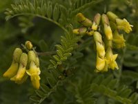 Astragalus penduliflorus 4, Saxifraga-Willem van Kruijsbergen