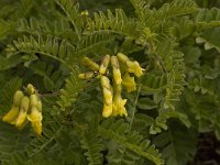 Astragalus penduliflorus 5, Saxifraga-Willem van Kruijsbergen