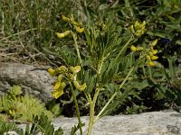 Astragalus penduliflorus 6, Saxifraga-Willem van Kruijsbergen