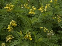 Astragalus penduliflorus 7, Saxifraga-Willem van Kruijsbergen
