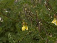 Astragalus penduliflorus 8, Saxifraga-Willem van Kruijsbergen