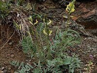 Astragalus refractus