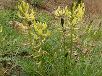 Astragalus refractus 4, Saxifraga-Ed Stikvoort : Sisian en omatreken s9900
