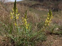 Astragalus refractus 8, Saxifraga-Ed Stikvoort : Sisian en omatreken s9900