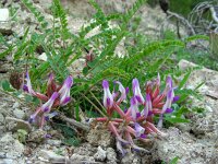 Astragalus schizopterus 5, Saxifraga-Ed Stikvoort