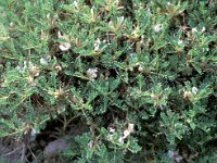 Astragalus sempervirens 1, Saxifraga-Piet Zomerdijk