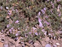 Astragalus sempervirens 4, Saxifraga-Harry Jans