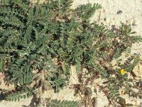 Astragalus stella 1, Saxifraga-Piet Zomerdijk