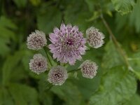 Astrantia major 10, Groot sterrenscherm, Saxifraga-Willem van Kruijsbergen