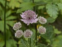 Astrantia major 11, Groot sterrenscherm, Saxifraga-Willem van Kruijsbergen