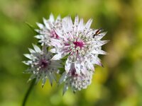 Astrantia major 12, Groot sterrenscherm, Saxifraga-Bart Vastenhouw