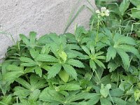 Astrantia major 16, Groot sterrenscherm, Saxifraga-Peter Meininger